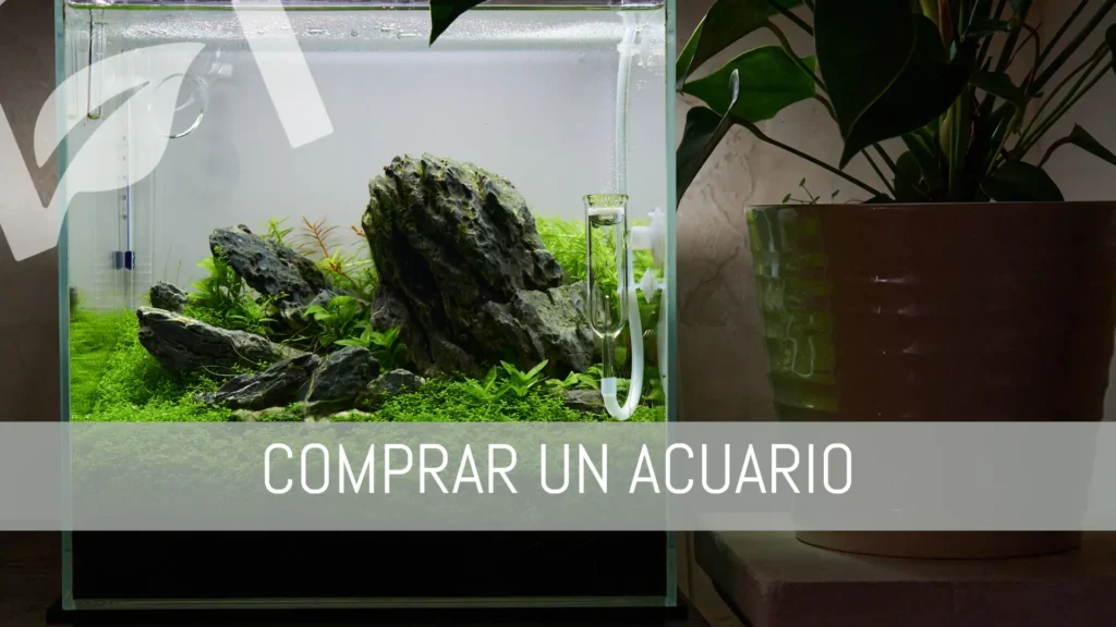 Comprar un acuario y que no te complique la vida.