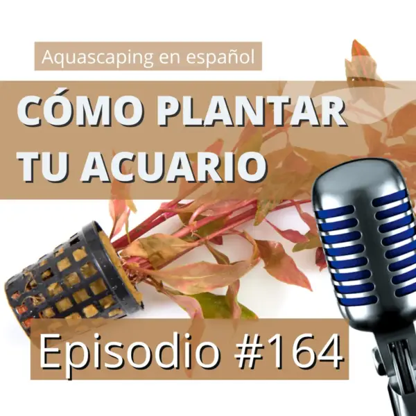 Cómo plantar tu acuario como un profesional