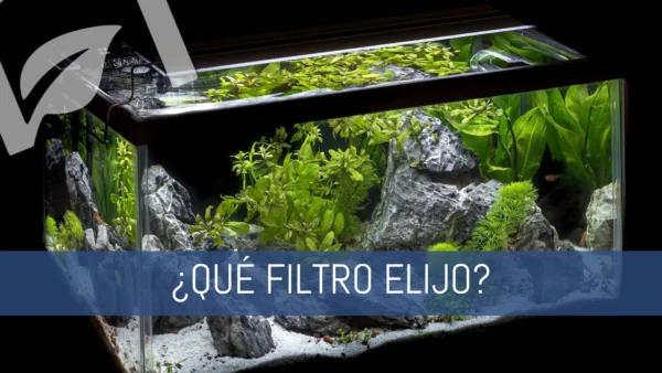 Qué filtro elegir para tu acuario plantado.