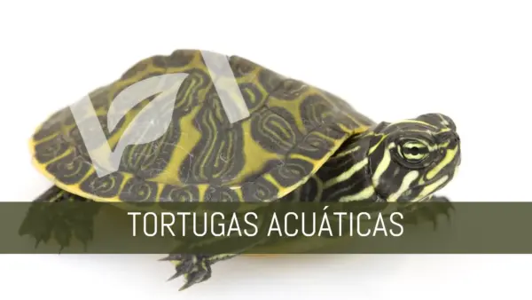 Tortugas acuáticas nascapers online guía completa para principiantes.